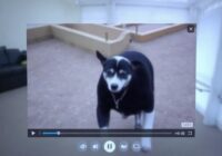 Видео из iVMS-4200 скачалось, но не открывается: формат, кодек и плеер