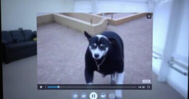 Видео из iVMS-4200 скачалось, но не открывается: формат, кодек и плеер